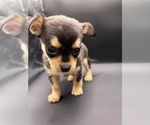 Small #14 Chihuahua