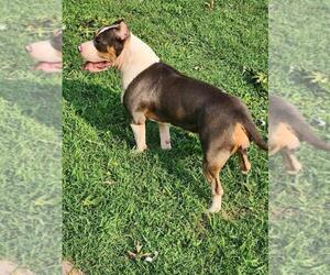 Mother of the American Bully puppies born on 02/06/2024