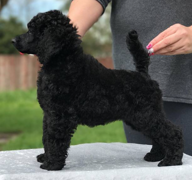 Medium Photo #1 Poodle (Standard) Puppy For Sale in STOCKTON, CA, USA