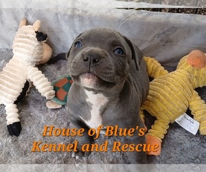 American Pit Bull Terrier Puppy for sale in DELAWARE, OH, USA