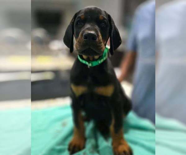 Medium Photo #2 Doberman Pinscher Puppy For Sale in FORT LAUDERDALE, FL, USA