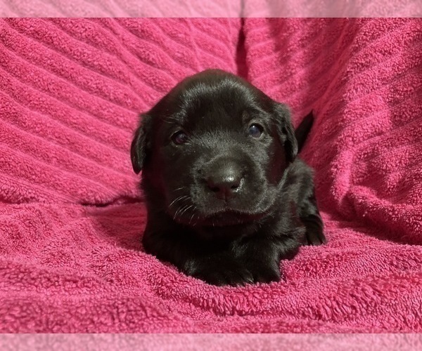 Medium Photo #1 Labrador Retriever Puppy For Sale in EAU CLAIRE, WI, USA