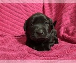 Small Photo #1 Labrador Retriever Puppy For Sale in EAU CLAIRE, WI, USA