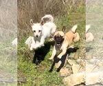 Small #3 Jack Russell Terrier Mix