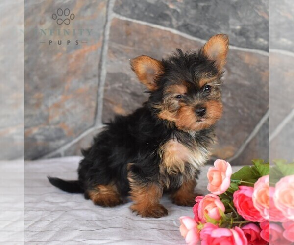 Medium Photo #4 Yorkshire Terrier Puppy For Sale in MILL HALL, PA, USA
