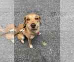 Small #3 Whippet Mix