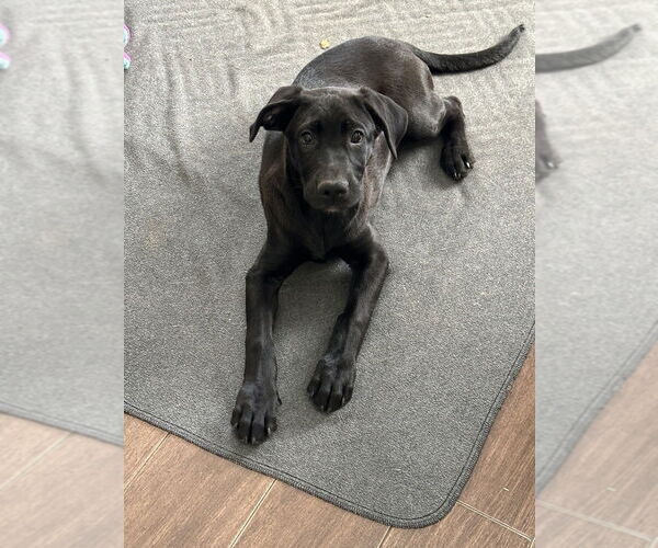 Medium Photo #1 Labrador Retriever-Unknown Mix Puppy For Sale in Lakewood, CO, USA