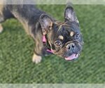 Small Photo #3 French Bulldog Puppy For Sale in Lake elsinore, CA, USA