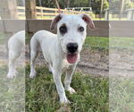Small #1 Labrador Retriever Mix