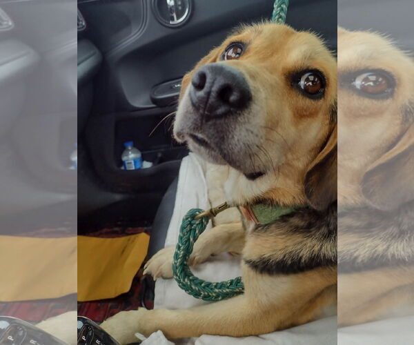 Medium Photo #8 Beagle Puppy For Sale in Dunnellon, FL, USA