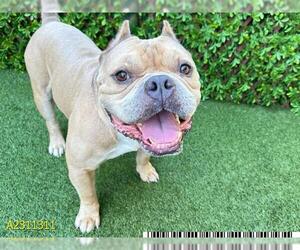 American Bulldog Dogs for adoption in West Palm Beach, FL, USA