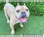 Small American Bulldog