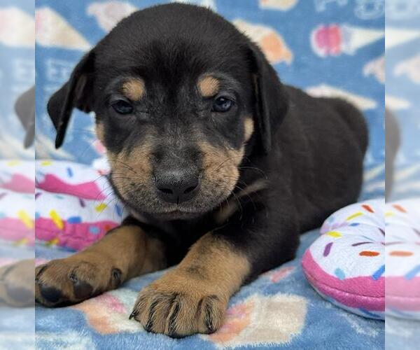 Medium Photo #2 Labrador Retriever-Unknown Mix Puppy For Sale in San Diego, CA, USA