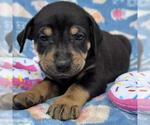 Small #1 Labrador Retriever Mix