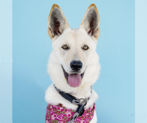 German Shepherd Dog Dogs for adoption in Pasadena, CA, USA