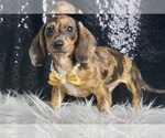 Small #3 Dachshund