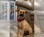 Small #2 Black Mouth Cur Mix
