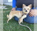 Small Chihuahua