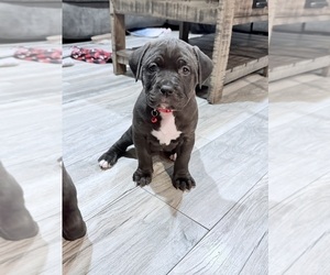 American Staffordshire Terrier-Cane Corso Mix Puppy for sale in OLYMPIA, WA, USA