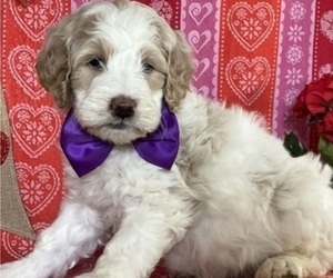 Goldendoodle Puppy for sale in LANCASTER, PA, USA