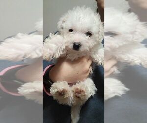 Maltipoo Puppy for sale in ROYAL OAKS, CA, USA