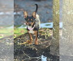 Small #1 Rat Terrier