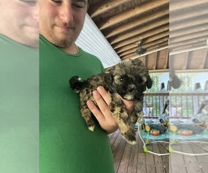 Lhasa-Poo Puppy for Sale in DINWIDDIE, Virginia USA