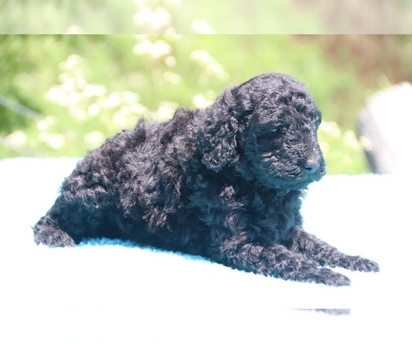 Medium Photo #4 Poodle (Standard) Puppy For Sale in UNION CITY, TN, USA