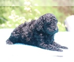 Small Photo #4 Poodle (Standard) Puppy For Sale in UNION CITY, TN, USA