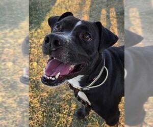 Mutt Dogs for adoption in Louisville, KY, USA