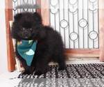 Small #2 Pomeranian