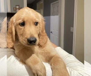 Golden Retriever Puppy for sale in EAST FREEHOLD, NJ, USA