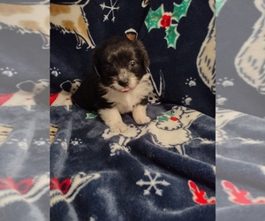 Pembroke Welsh Corgi-Poodle (Miniature) Mix Puppy for sale in LEBANON, MO, USA