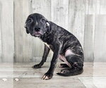 Small Catahoula Leopard Dog-Plott Hound Mix