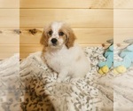 Small Photo #7 Cavapoo Puppy For Sale in CROSSVILLE, TN, USA