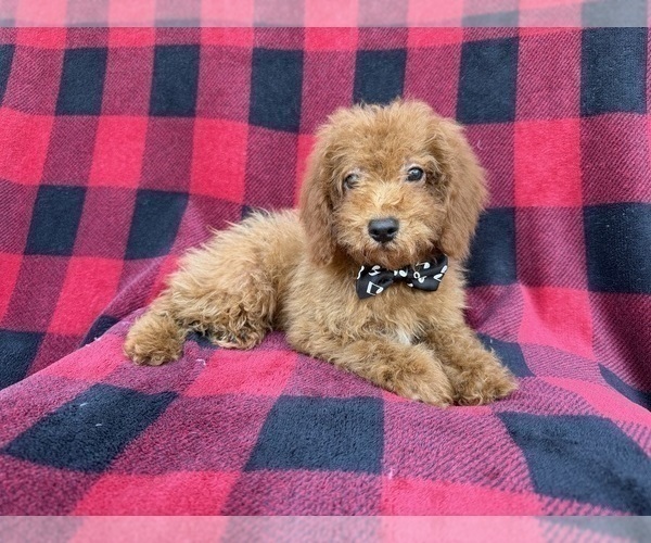 Medium Photo #2 Cock-A-Poo Puppy For Sale in LAKELAND, FL, USA