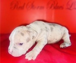 Small #2 American Bully