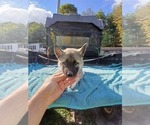 Small Photo #3 Siberian Husky Puppy For Sale in LONG EDDY, NY, USA
