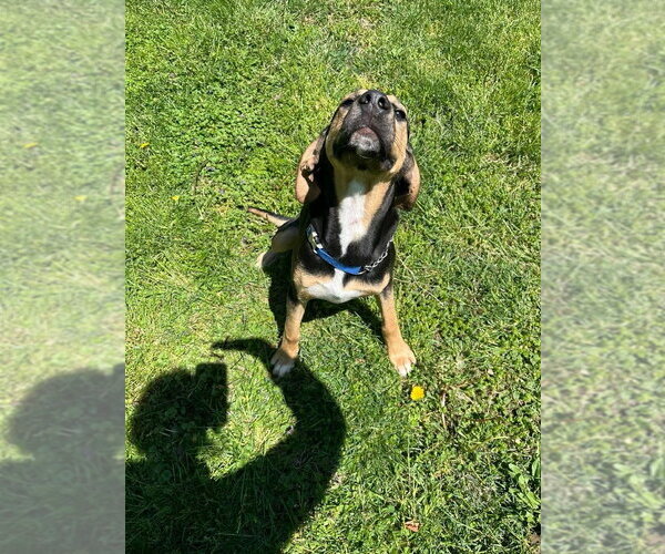 Medium Photo #4 Mutt Puppy For Sale in Osgood, IN, USA