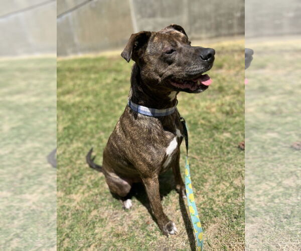 Medium Photo #2 American Pit Bull Terrier-Unknown Mix Puppy For Sale in COLUMBIA, MD, USA