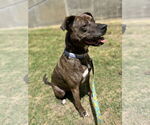 Small #1 American Pit Bull Terrier Mix