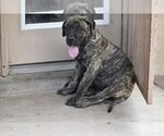 Small Photo #4 Boerboel Puppy For Sale in ALBUQUERQUE, NM, USA