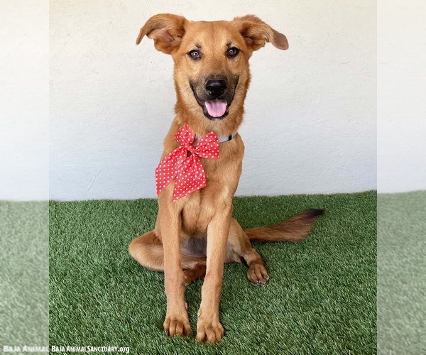 Medium Photo #2 Mutt Puppy For Sale in San Diego, CA, USA