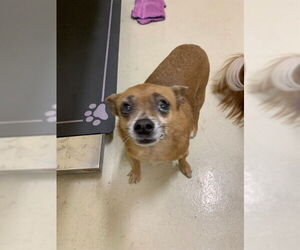 Chihuahua Dogs for adoption in Fremont, CA, USA