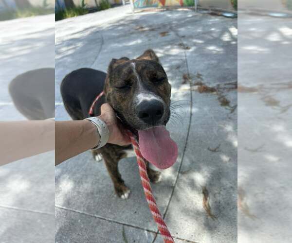 Medium Photo #3 Mutt Puppy For Sale in Rowlett, TX, USA