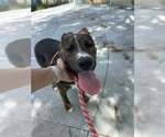 Small #2 Mutt