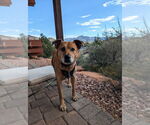 Small #6 Border Collie Mix