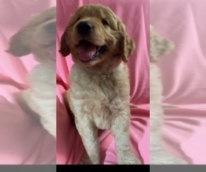 Great Dane Puppy for sale in SANTA ANA, CA, USA