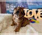 Small #1 English Bulldog
