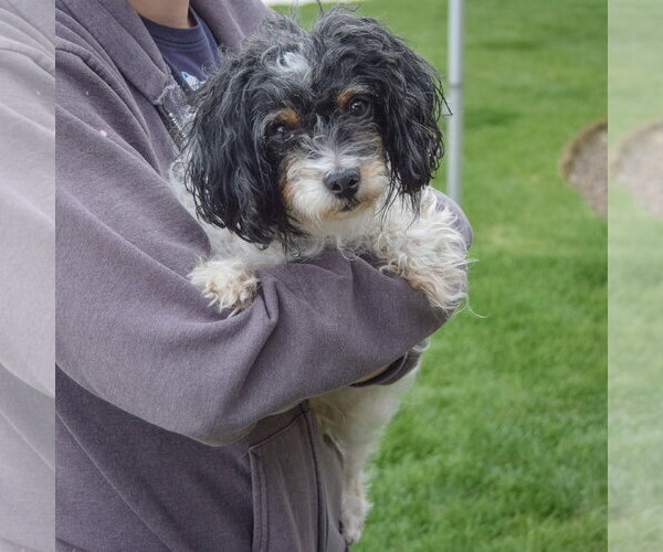 Medium Photo #3 Zuchon Puppy For Sale in Huntley, IL, USA